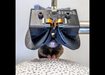 Scientists Develop Miniature VR Goggles for Mice